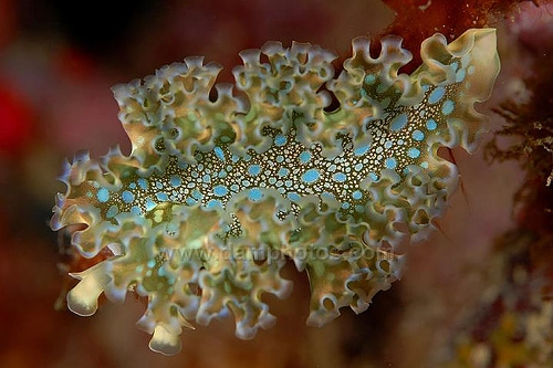 Nøgen snegl (Tridachia crispata)